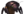 Arthropoid massive 11.png