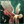 Planned Polymorphism